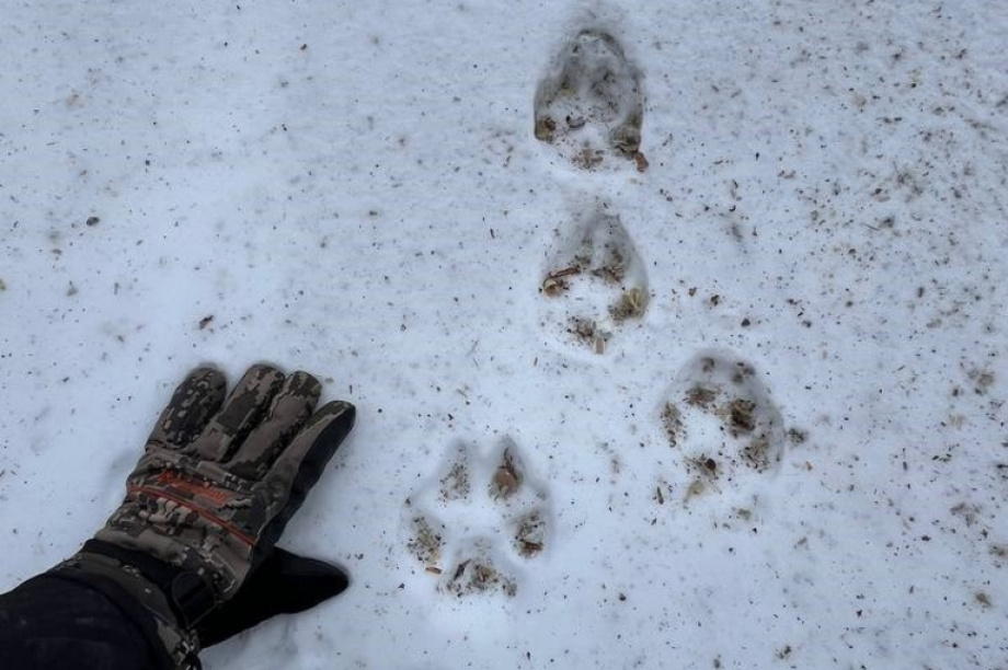 В Кроноцком заповеднике росомах стало больше, а зайцев — в 50 раз меньше. Фото: Дмитрий Балакирев, Евгения Волкова, Дмитрий Западалов. Фотография 6
