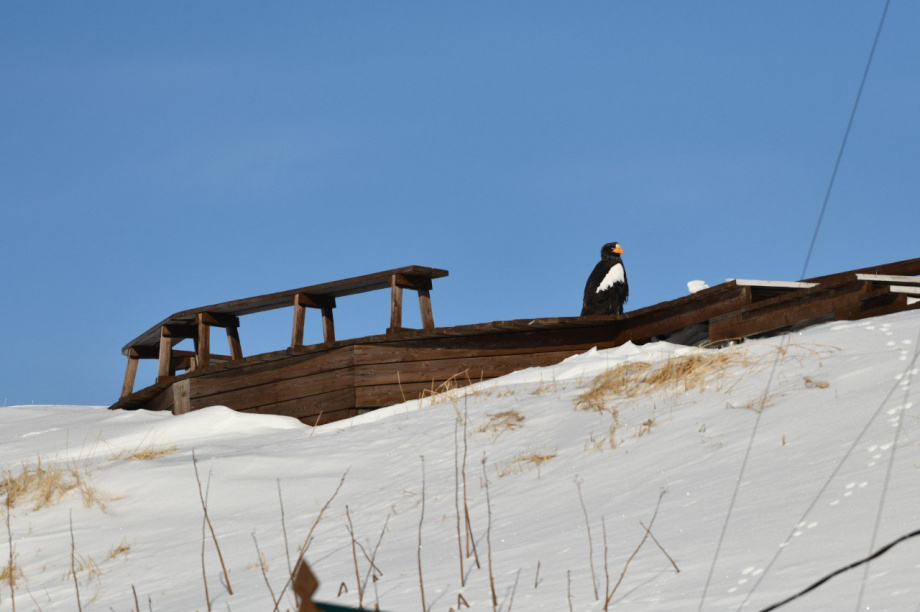 Состояние популяции скопы и белоплечих орланов изучают в Кроноцком заповеднике на Камчатке. Фото: Мирослав Бабушкин. Фотография 4