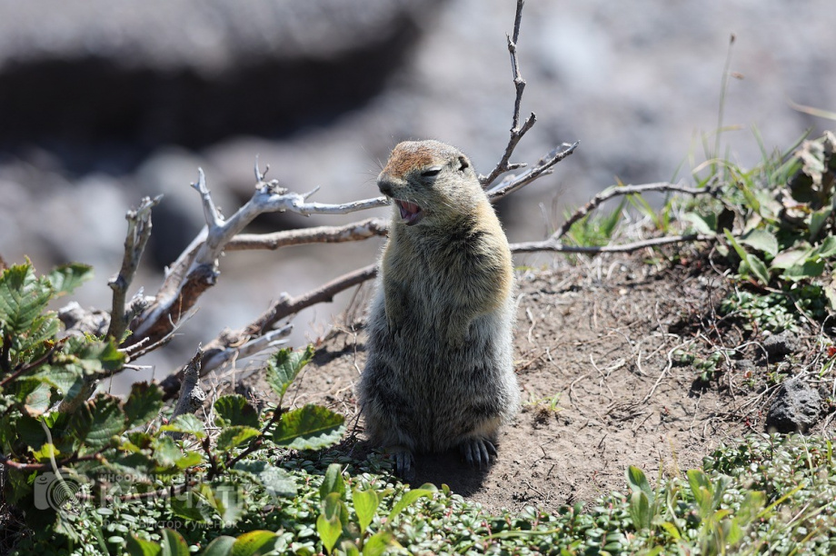 День вулкана в объективе камчатского фотографа Виктора Гуменюка. Фото: Виктор Гуменюк. Фотография 57