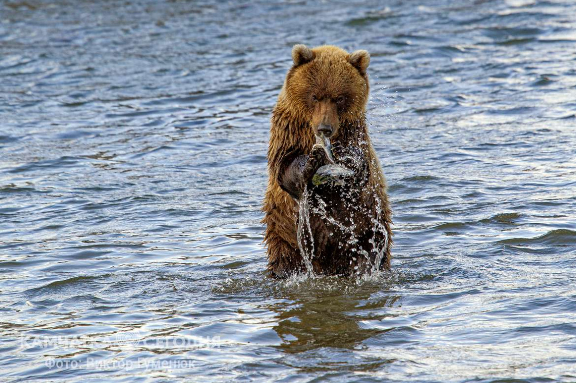 Сегодня день медведя