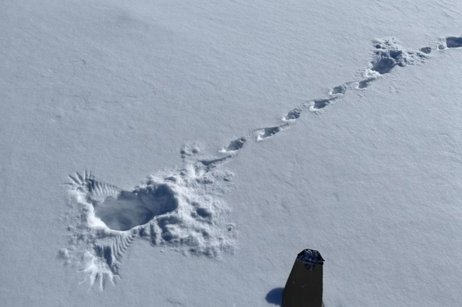 В Кроноцком заповеднике росомах стало больше, а зайцев — в 50 раз меньше. Фото: Дмитрий Балакирев, Евгения Волкова, Дмитрий Западалов. Фотография 8