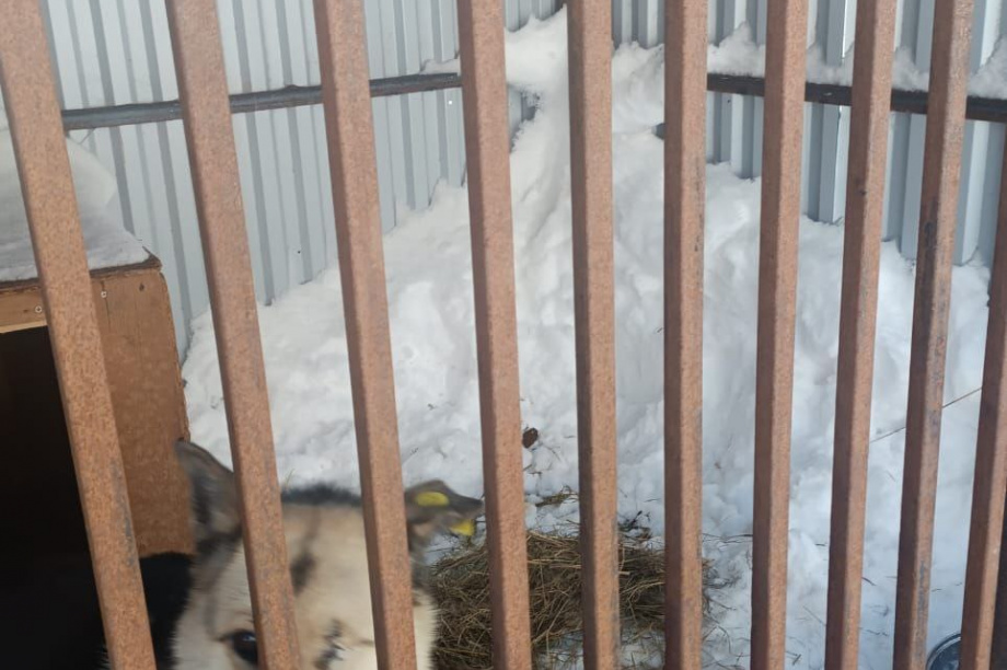 Приют для бездомных собак на Камчатке просит помощи. . Фотография 10