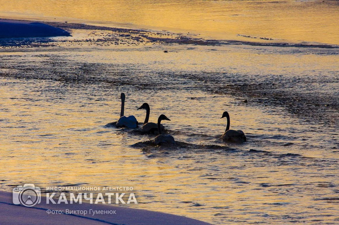 Лебеди на Камчатке. Фотоподборка. фото: Виктор Гуменюк. Фотография 13