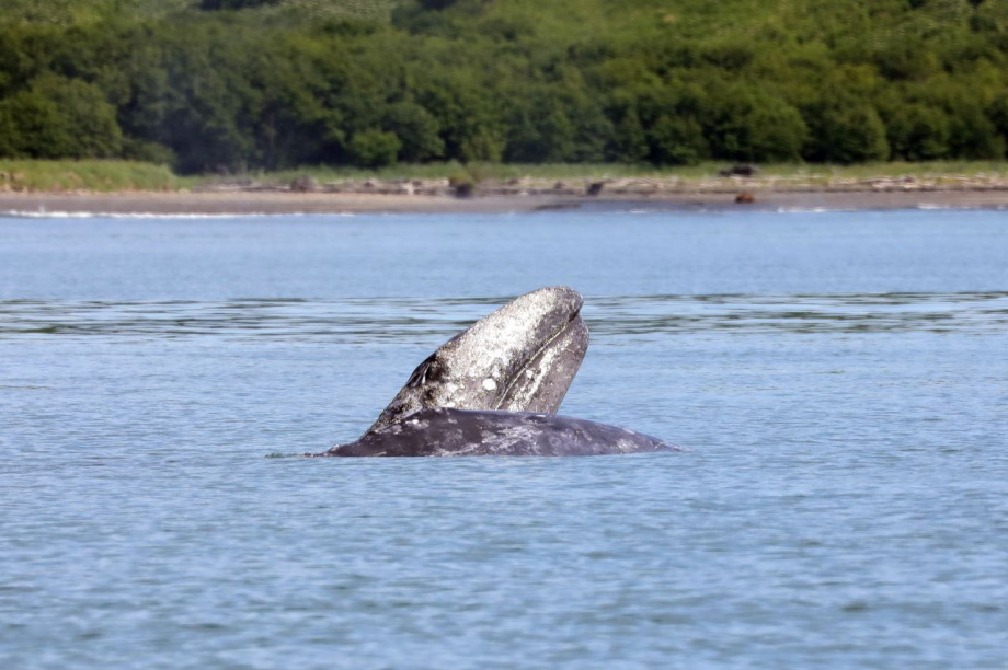 Самки серых китов похвастались своими детёнышами. . Фотография 1