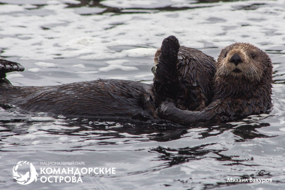 Популяция каланов на острове Медный достигла исторического минимума. Фото: Национальный парк "Командорские острова". Фотография 3