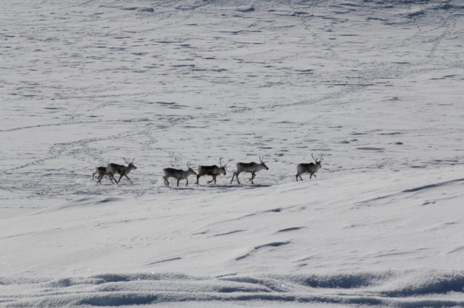 Северные олени Камчатки уходят в горы на зимние пастбища. Фото: Константин Панов . Фотография 3