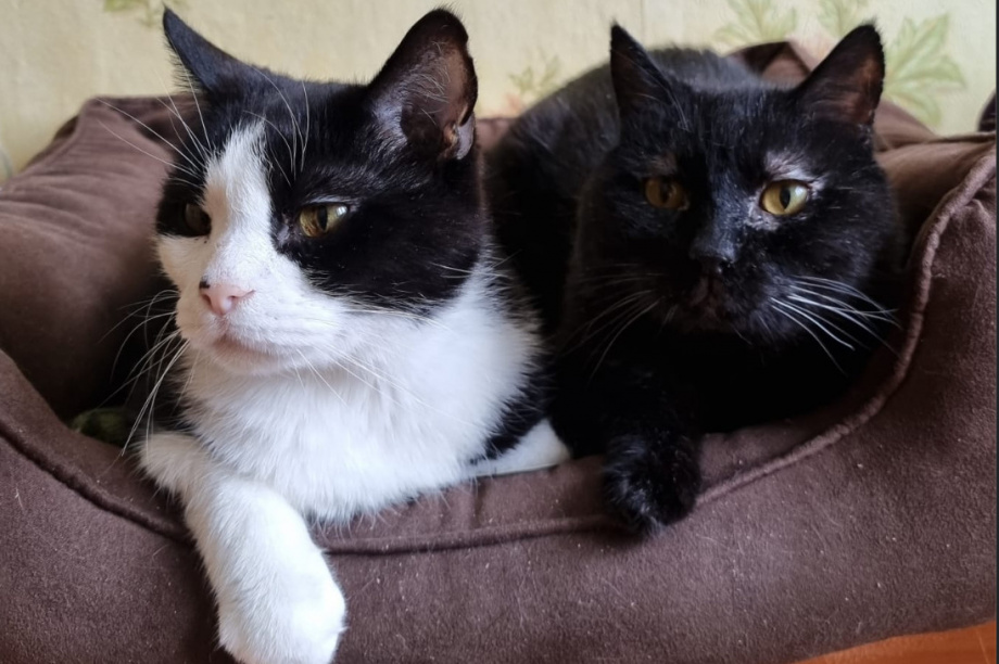Приют «Котофеево» прининял 16 новых подопечных. Фото: приют Котофеево. Фотография 5