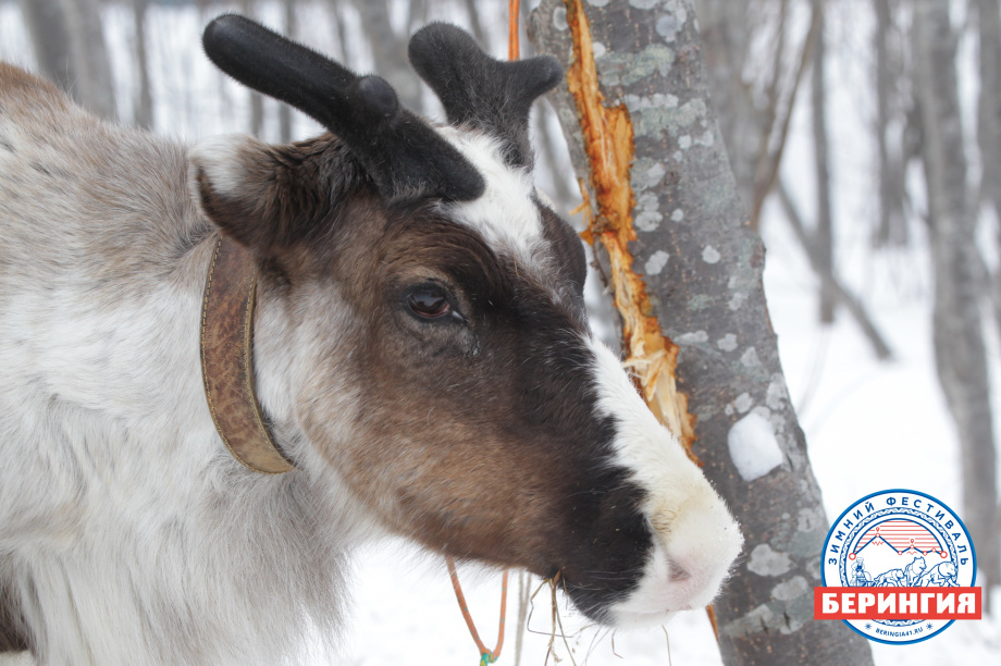 «Берингия-2021». Фото: Виктор Гуменюк. Фотография 14