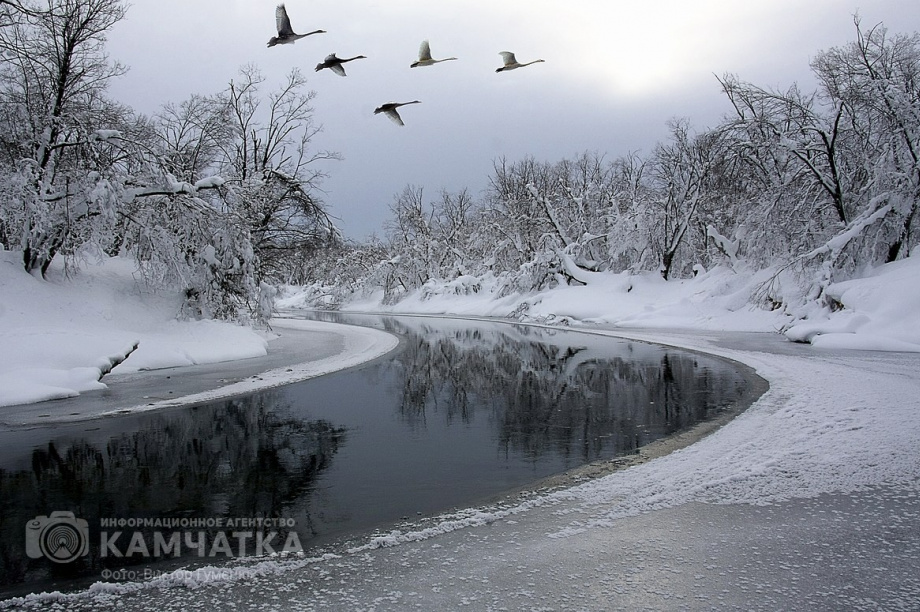 Всемирный день фотографии отмечает Камчатка. Фото: Виктор Гуменюк. Фотография 79