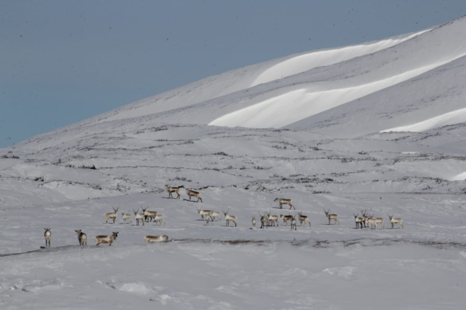 Северные олени Камчатки уходят в горы на зимние пастбища. Фото: Константин Панов . Фотография 1