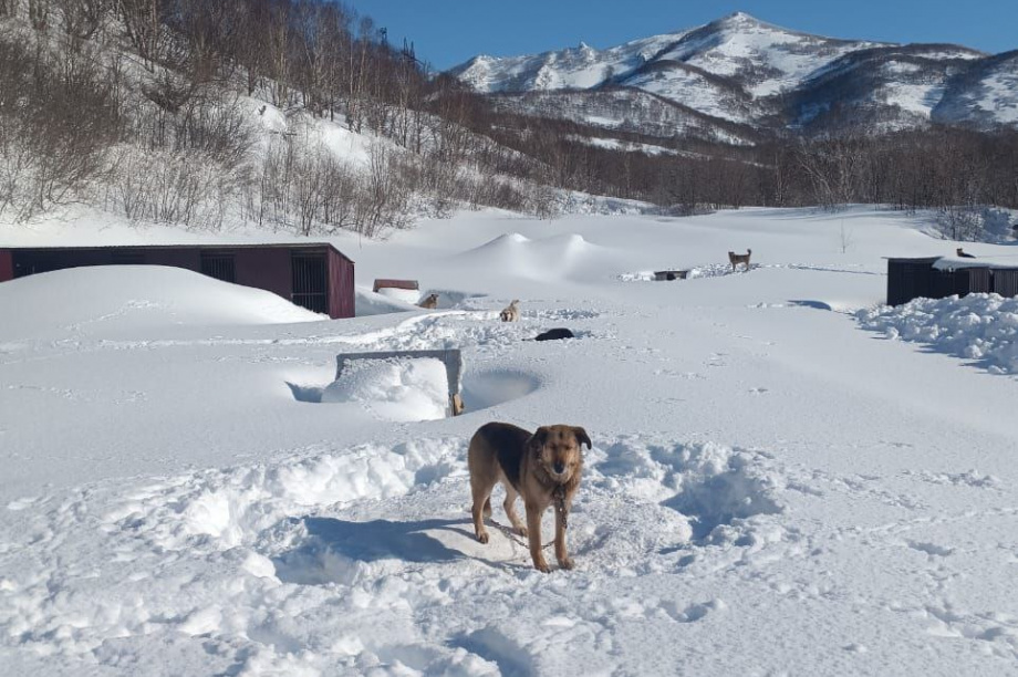 Приют для бездомных собак на Камчатке просит помощи. . Фотография 8