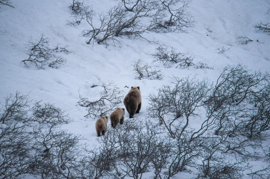 Первые медведи замечены в Паужетском поселении на Камчатке. https://t.me/VallyFromTundra. Фотография 5
