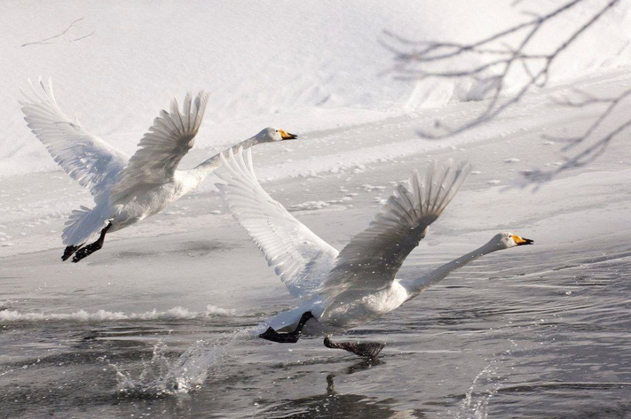 Камчатка - лидер по уровню брачности среди субъектов ДФО. Денис Будьков