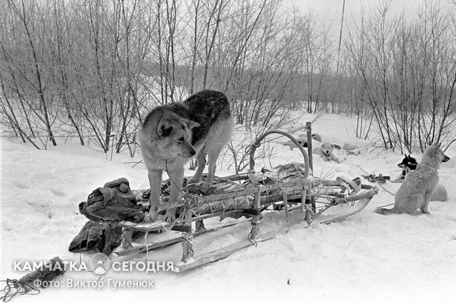 День образования Корякского округа на Камчатке. Фотоподборка. Фото: Виктор Гуменюк\ИА "Камчатка". Фотография 10
