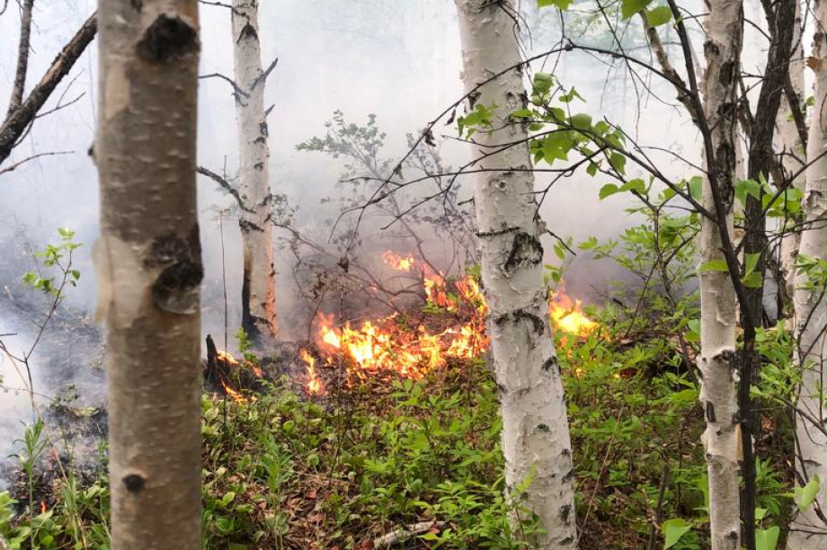  На Камчатке лесные пожары прошли за выходные почти 50 га. Фото: kamgov.ru. Фотография 15