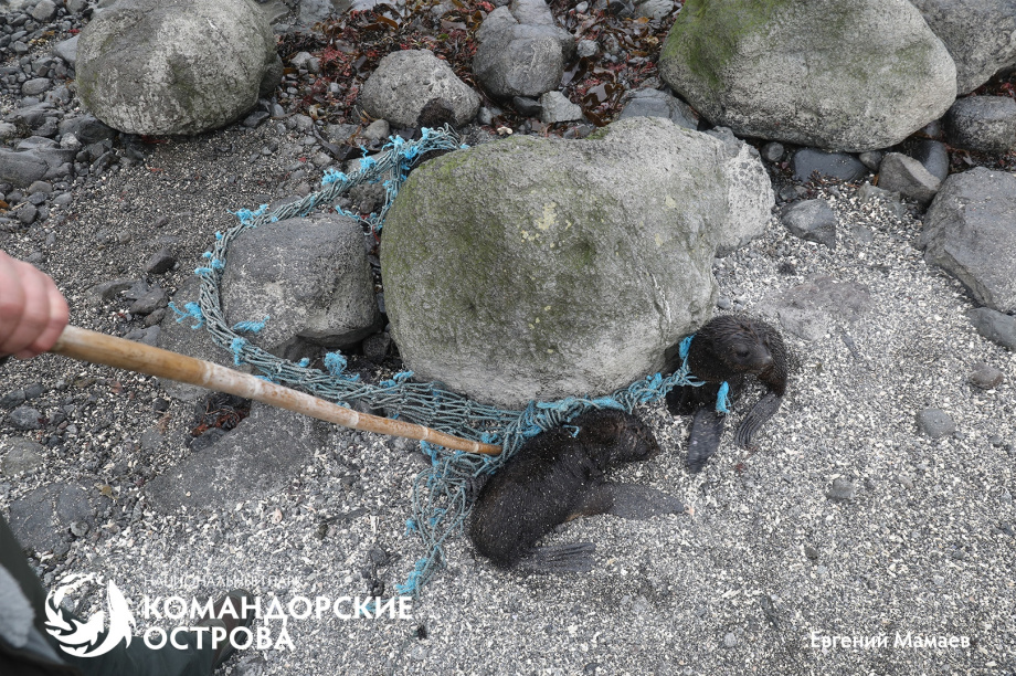 На Командорах гости помогли спасти трёх щенков морского котика из сетей. . Фотография 4