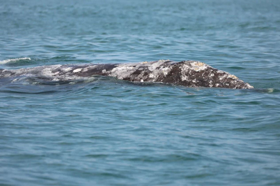 Ученые пересчитали серых китов у берегов Камчатки. Фото: Евгения Волкова . Фотография 3