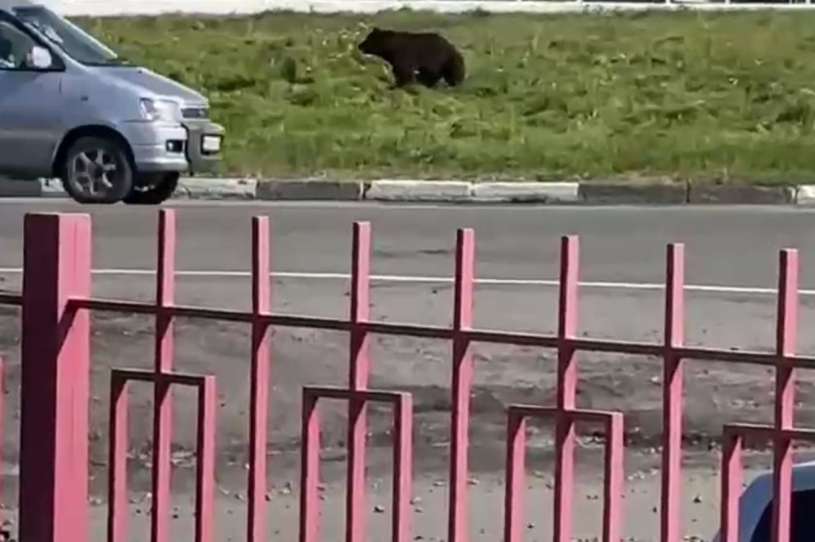 Очевидцы: Он не понял куда попал! Медведь на «кольце». Фото из соцсетей. Фотография 2