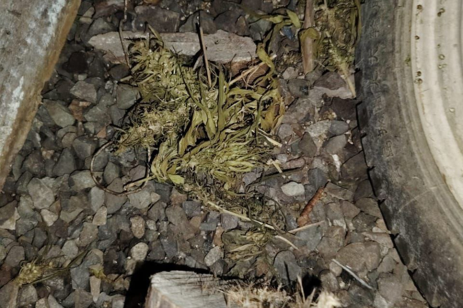 Полтора килограмма конопли нашли в закромах запасливого камчатского пенсионера . Фото: УМВД России по Камчатскому краю. Фотография 4