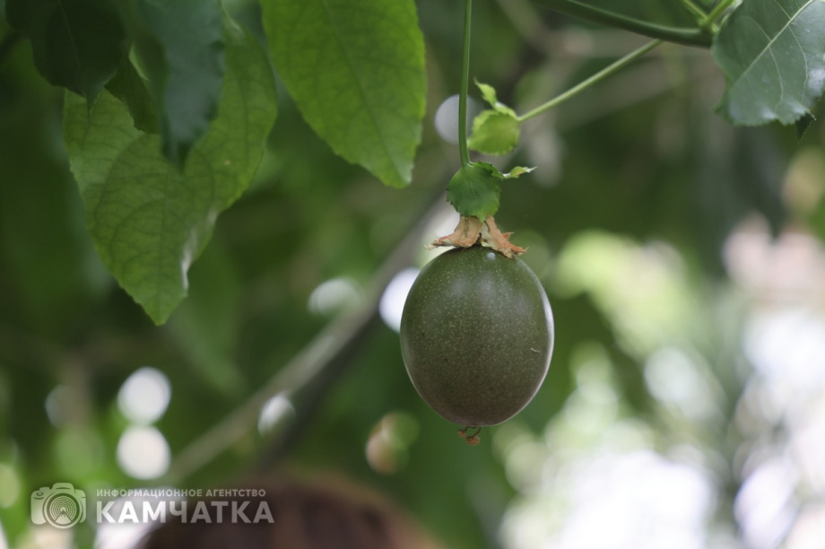 Гастрономический фестиваль «Маракуйя» впервые пройдёт на юге Камчатки. Фото: Виктор Гуменюк. Фотография 3