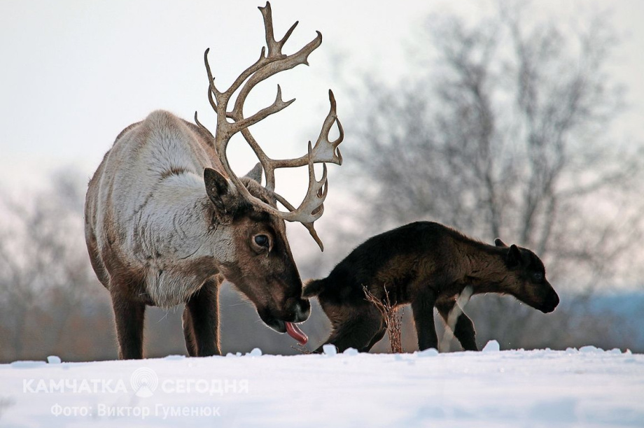 День рождения села Анавгай на Камчатке. Фотоподборка. Фото: архив/Виктор Гуменюк. Фотография 89