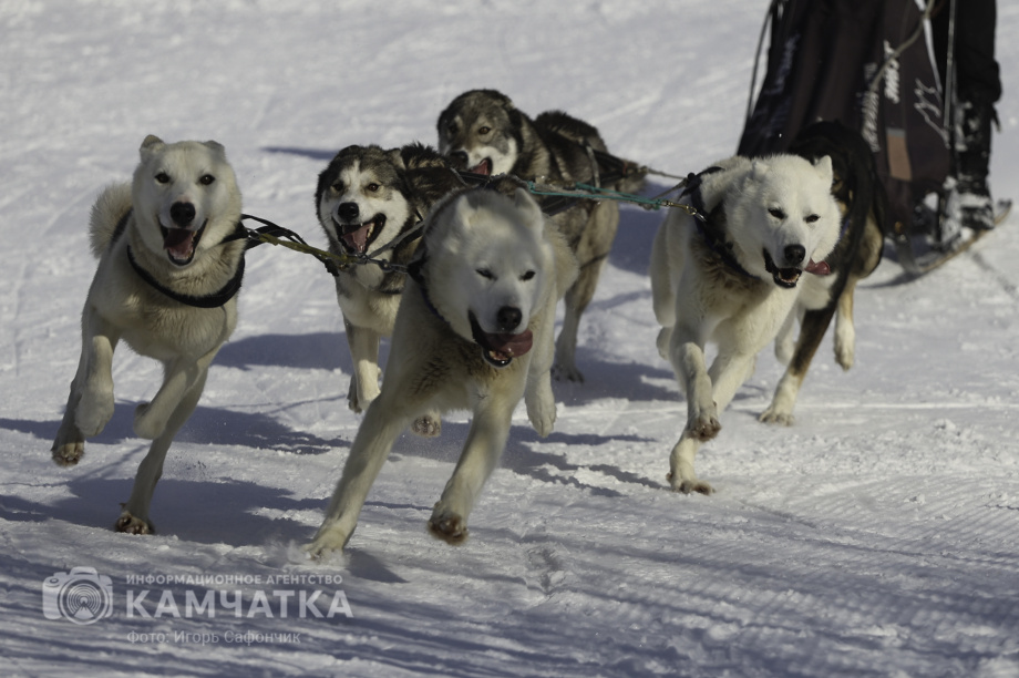 «Елизовский спринт» — 15 лет традиций и азарта!. Фото: «Камчатка Сегодня» \ Игорь Сафончик. Фотография 7