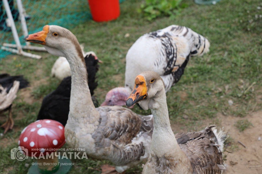 Мы славяне! — народное гуляние в Елизово было ярким и позитивным. Фото: ИА «Камчатка» \ Виктор Гуменюк. Фотография 30