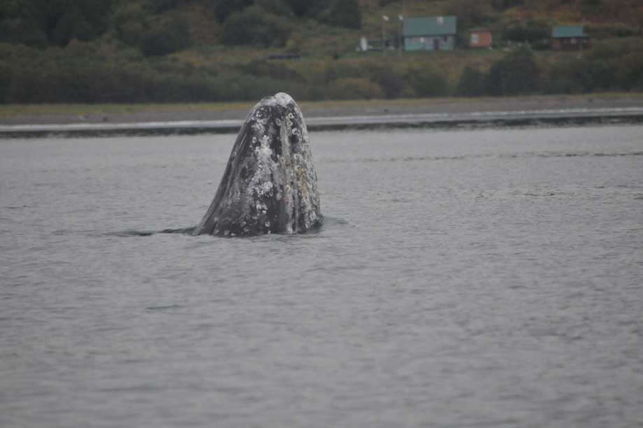 В разных частях Тихого океана серые киты питаются по-разному, хотя относятся к одному виду: учёные Кроноцкого заповедника. Фото: ИПЭЭ РАН им. А.Н. Северцова. Фотография 10