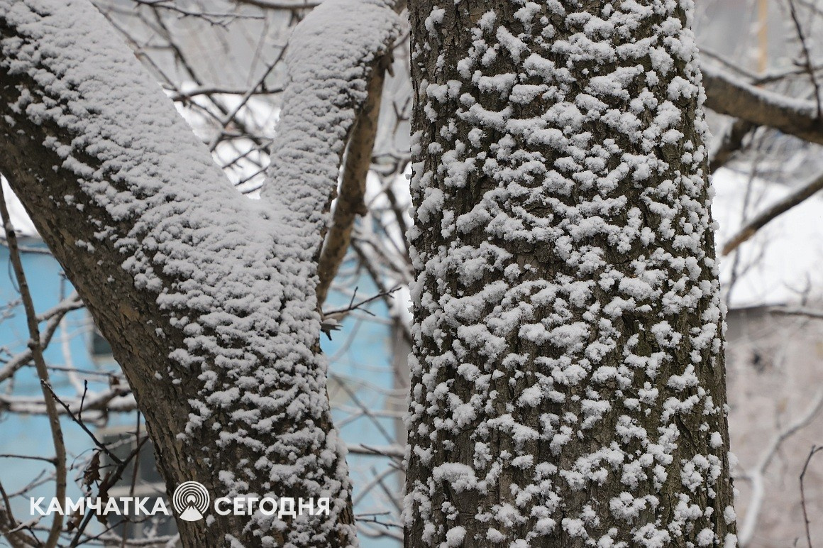 Первый снег выпал в столице Камчатки. Фоторепортаж. Фото: Виктор Гуменюк\ИА "Камчатка". Фотография 19