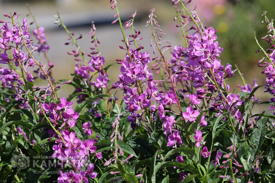 День вулкана в объективе камчатского фотографа Виктора Гуменюка. Фото: Виктор Гуменюк. Фотография 59