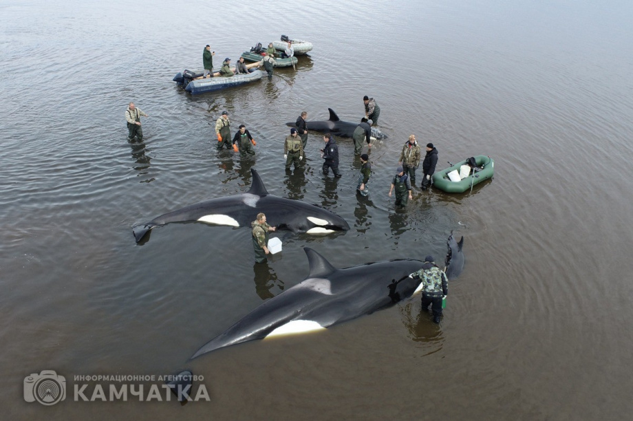 Сергей Лебедев: «Все четыре косатки живы, плавают всё ещё в лимане, воды хватает». Фото: Витязь-Авто, Александр Конев. Фотография 1