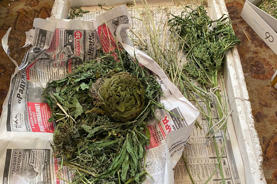 Более 18 кг наркосодержащих растений изъяли сотрудники полиции на Камчатке. Фото: пресс-служба УМВД Росиии по Камчатскому краю. Фотография 2