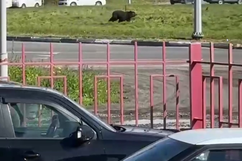 Очевидцы: Он не понял куда попал! Медведь на «кольце». Фото из соцсетей. Фотография 3