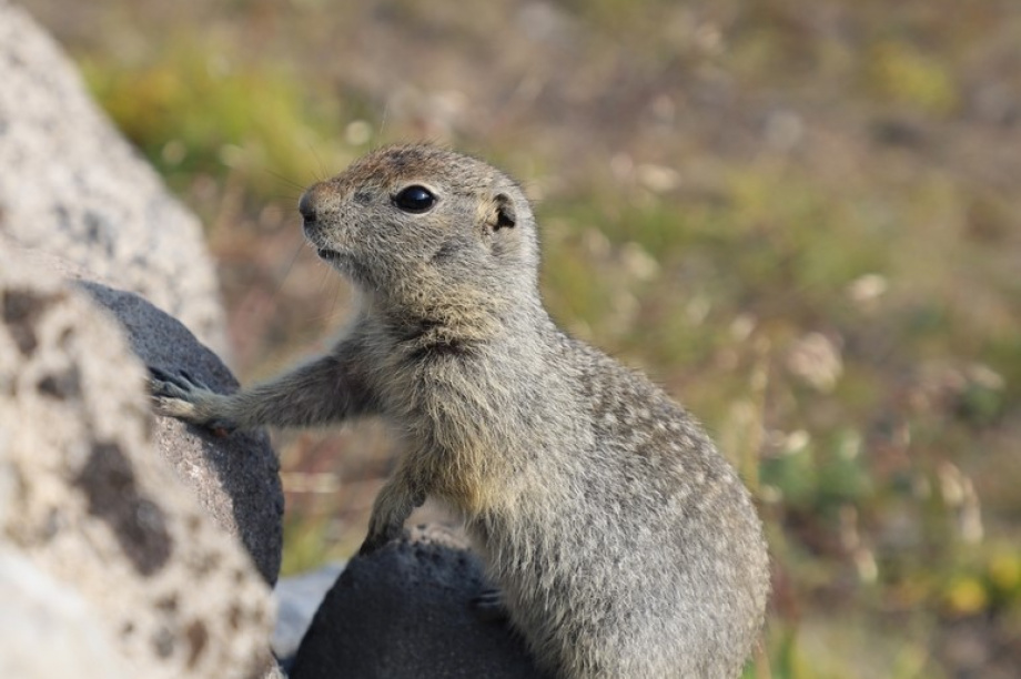 Спортивный День вулкана. Фото: Виктор Гуменюк. Фотография 115
