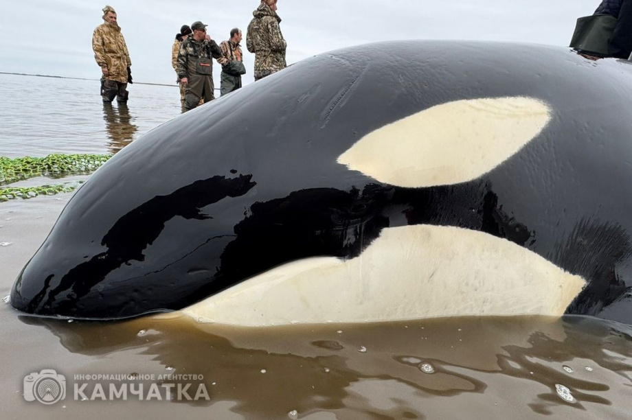 Сергей Лебедев: «Все четыре косатки живы, плавают всё ещё в лимане, воды хватает». Фото: Витязь-Авто, Александр Конев. Фотография 10
