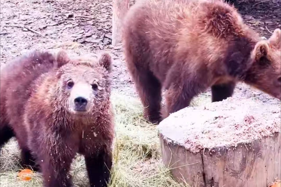 Спасенные камчатские медвежата скоро справят новоселье. Скрин с видео приюта для диких животных. Фотография 1