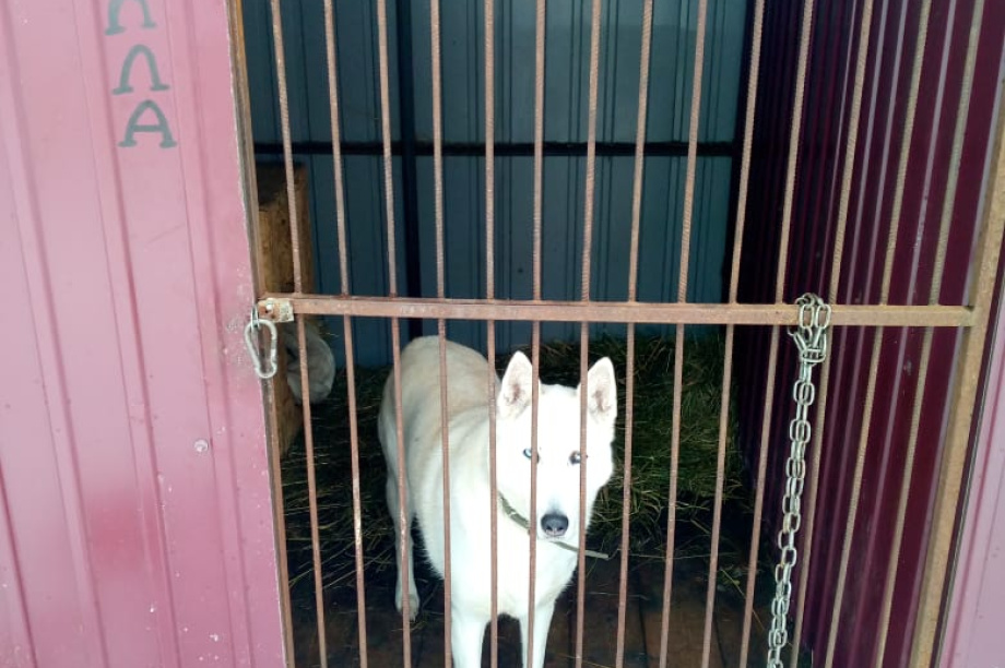 Приют для животных очистили от снега камчатские благотворители. Фото: приют “Под крылом Кутха”. Фотография 6