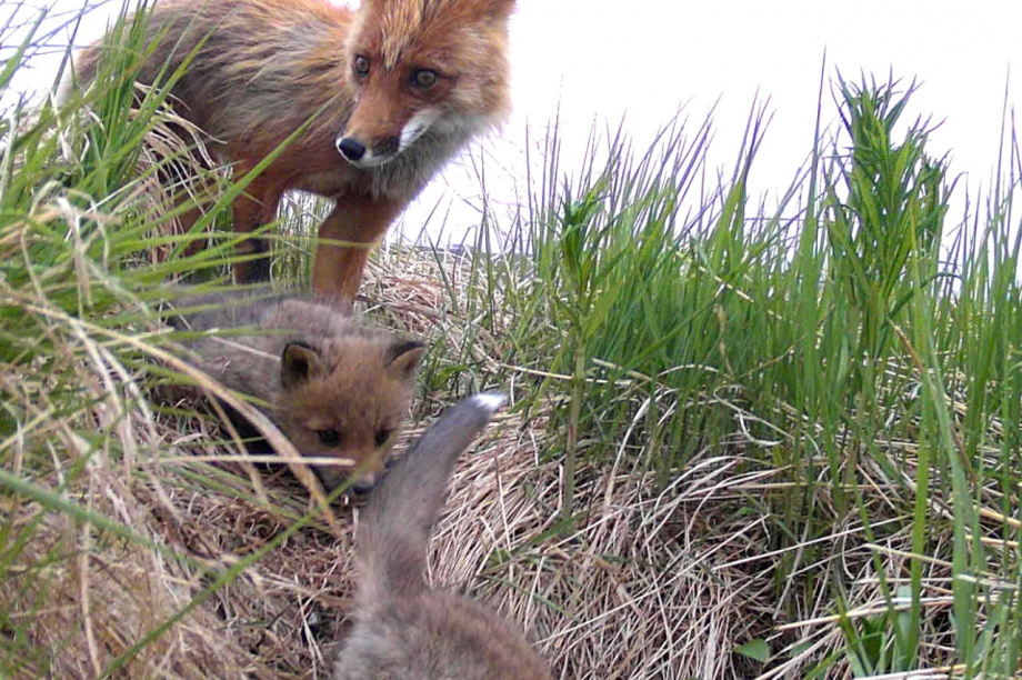 Приспособление лисы к жизни. Семья Лис. Обитают лисицы в Хабаровском крае. На Бору обитают лисы.