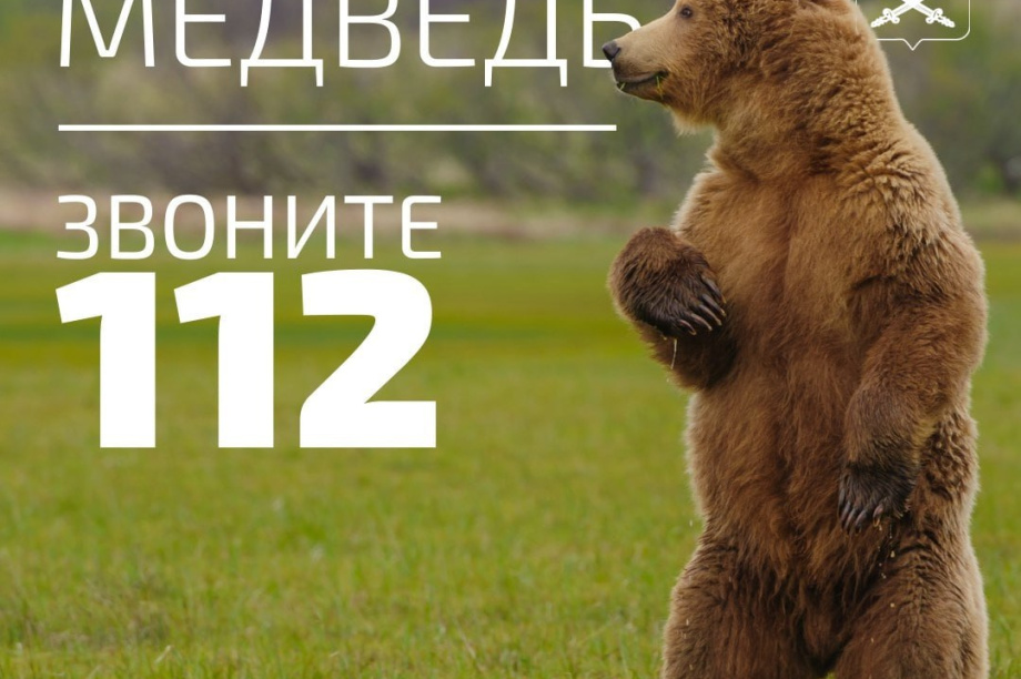 Медведь наследил в Вилючинске . 