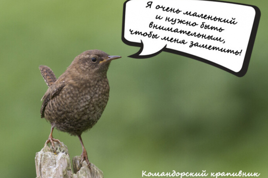 Успешно завершен проект по сбору средств на издание книги «Птицы Камчатки и Командорских островов» для детей — парк Вулканы Камчатки. Фото: planeta.ru. Фотография 4