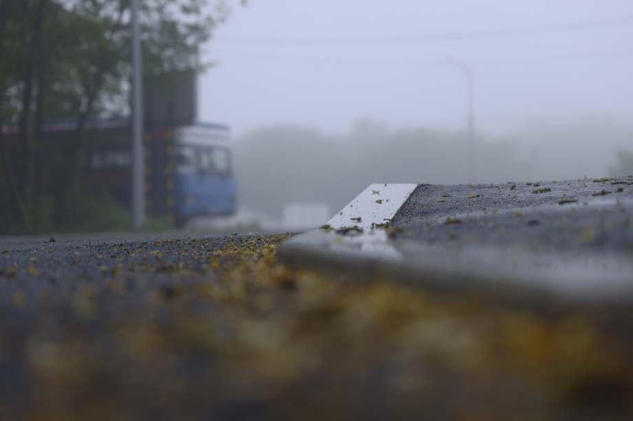 На улице Савченко в Петропавловске-Камчатском высадят рябины. Фото: Олеся Сурина, kamgov.ru. Фотография 4