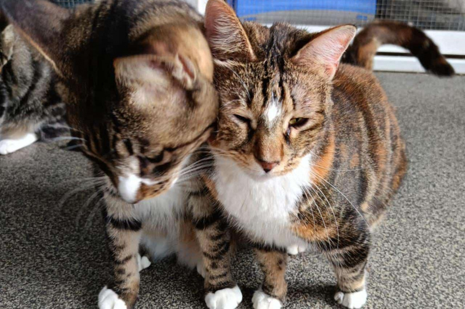 Камчатский приют «Оберег»: спасение для усатых-полосатых братьев. . Фотография 1