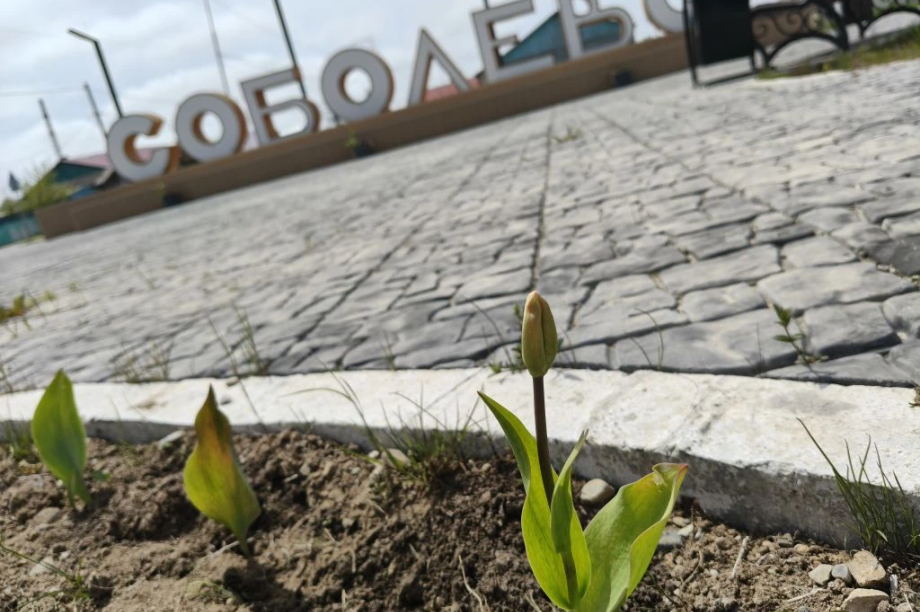 В честь 80-летия Соболевского района высадили больше 80 тюльпанов. Фото: администрация Соболевского района. Фотография 1
