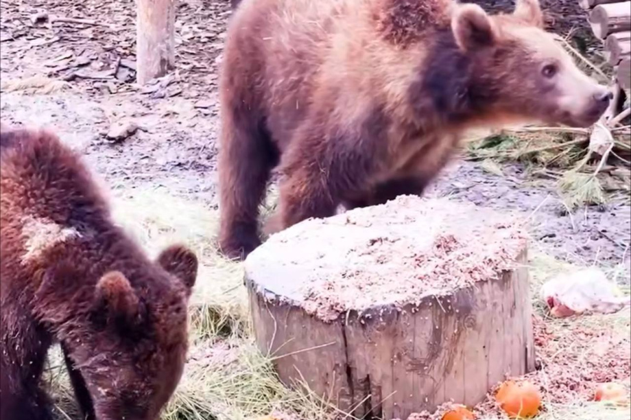 Спасенные камчатские медвежата скоро справят новоселье. Скрин с видео приюта для диких животных. Фотография 3