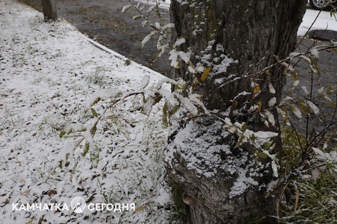Первый снег выпал в столице Камчатки. Фоторепортаж. Фото: Виктор Гуменюк\ИА "Камчатка". Фотография 12
