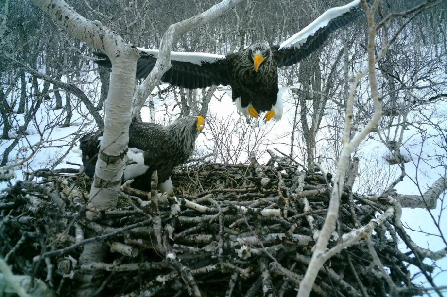 В поисках орланов. Телеграм-канал «Территория науки». Фотография 3