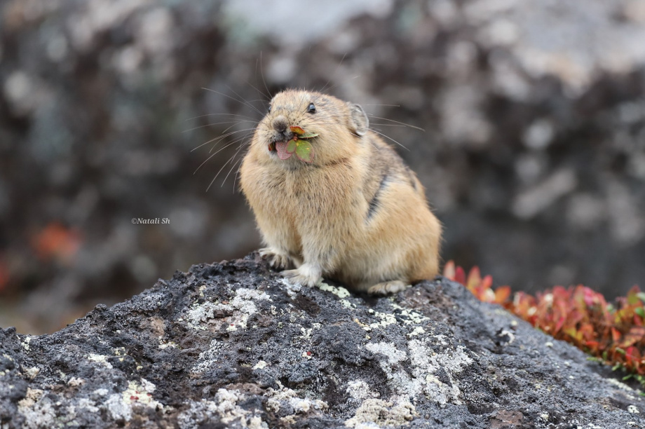 Камчатские пищухи заготавливают сено и чувствуют дожди за два дня. Фото: Вулканы Камчатки, телеграм-канал. Фотография 2