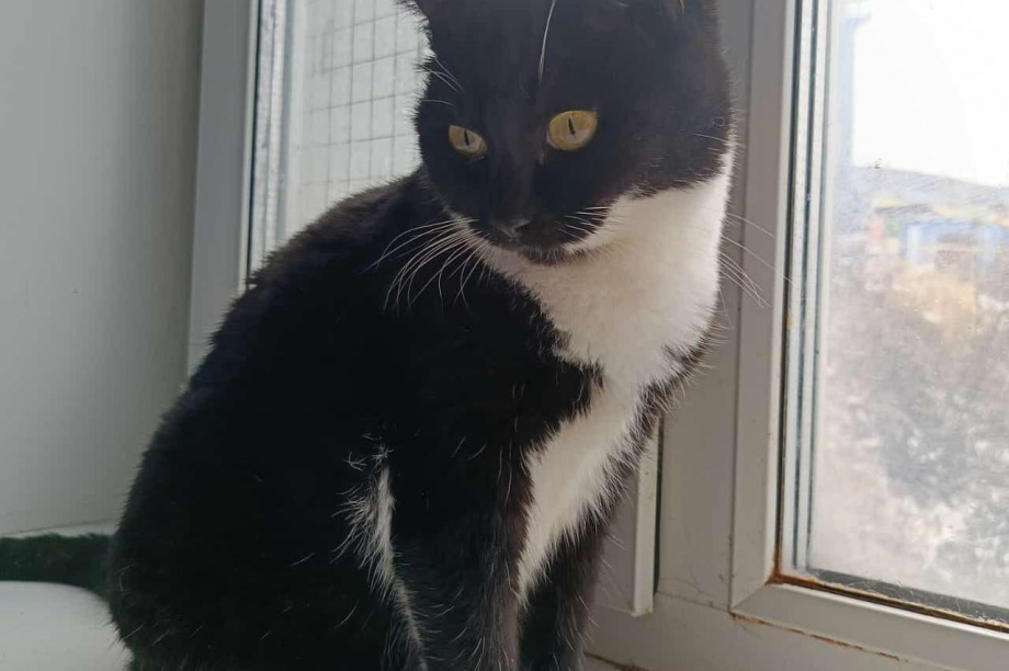 Камчатский приют «Оберег»: спасение для усатых-полосатых братьев. . Фотография 4