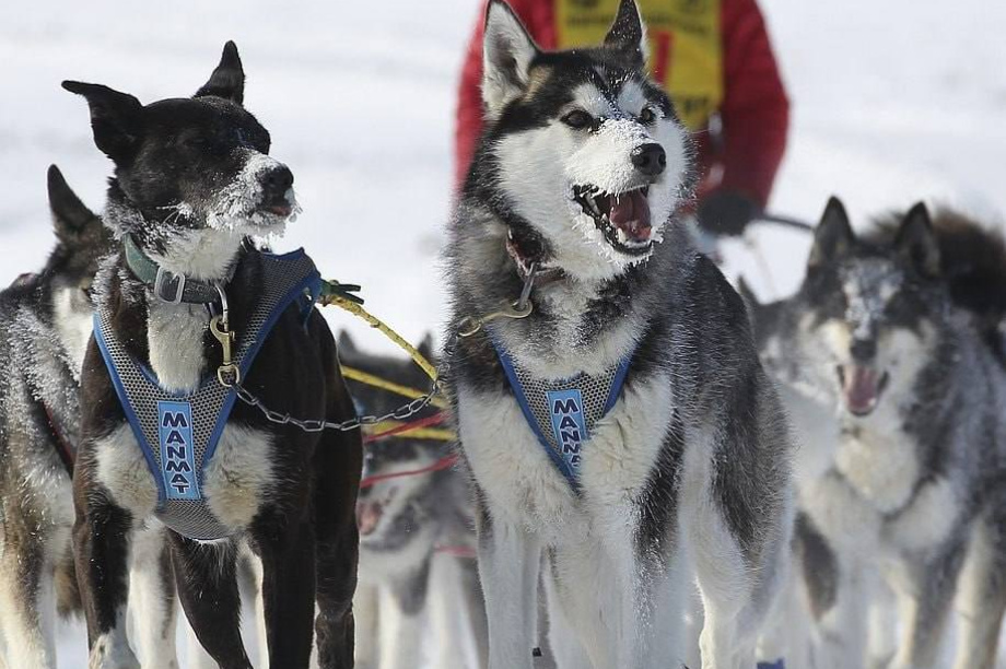  День ездовых собак: Верные друзья и символ Камчатского края (фоторепортаж). Фото: ИА "Камчатка", архив, Виктор Гуменюк. Фотография 5