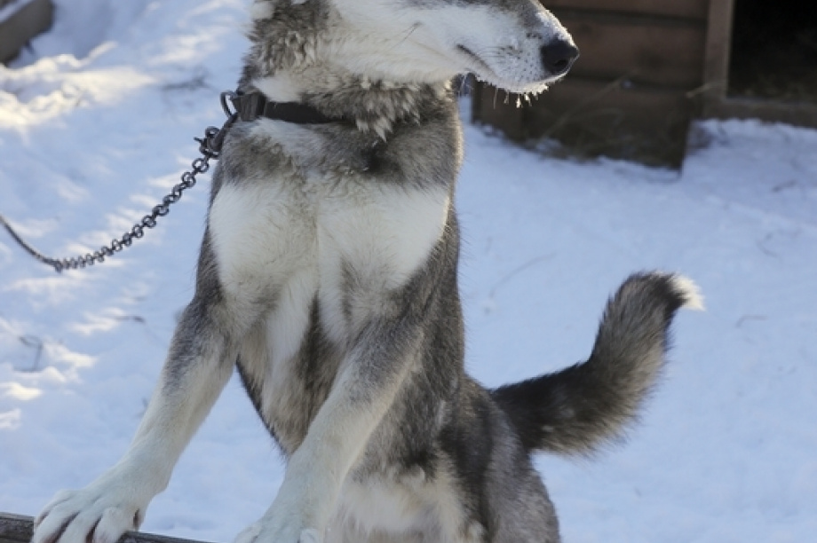 Берингийские собаки готовятся к большой гонке. Фото: Виктор Гуменюк. Фотография 22
